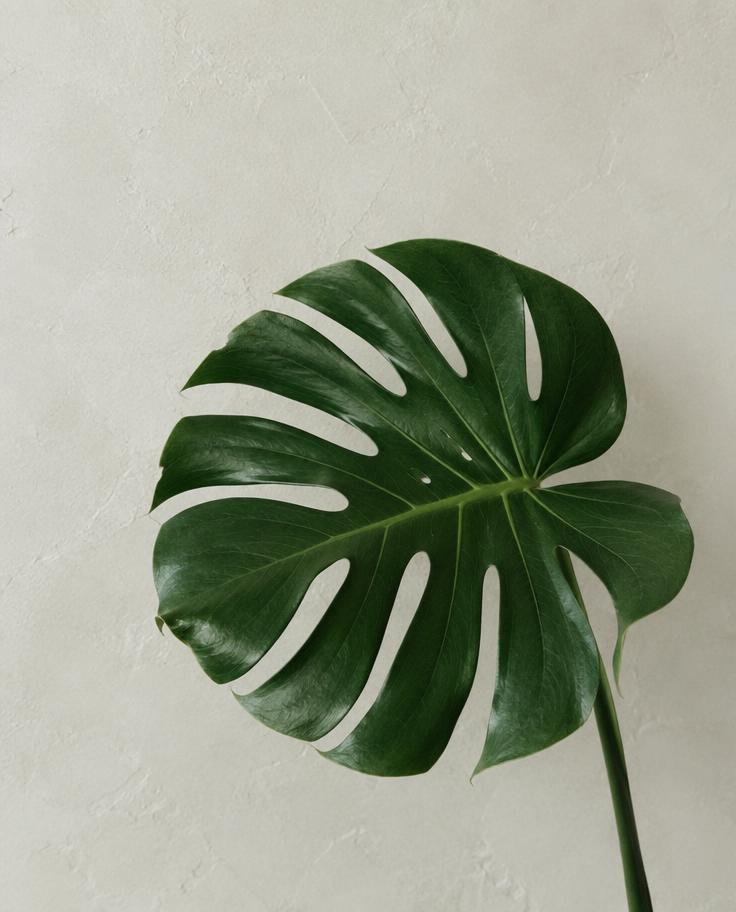 Single monstera leaf against a pale plaster wall
