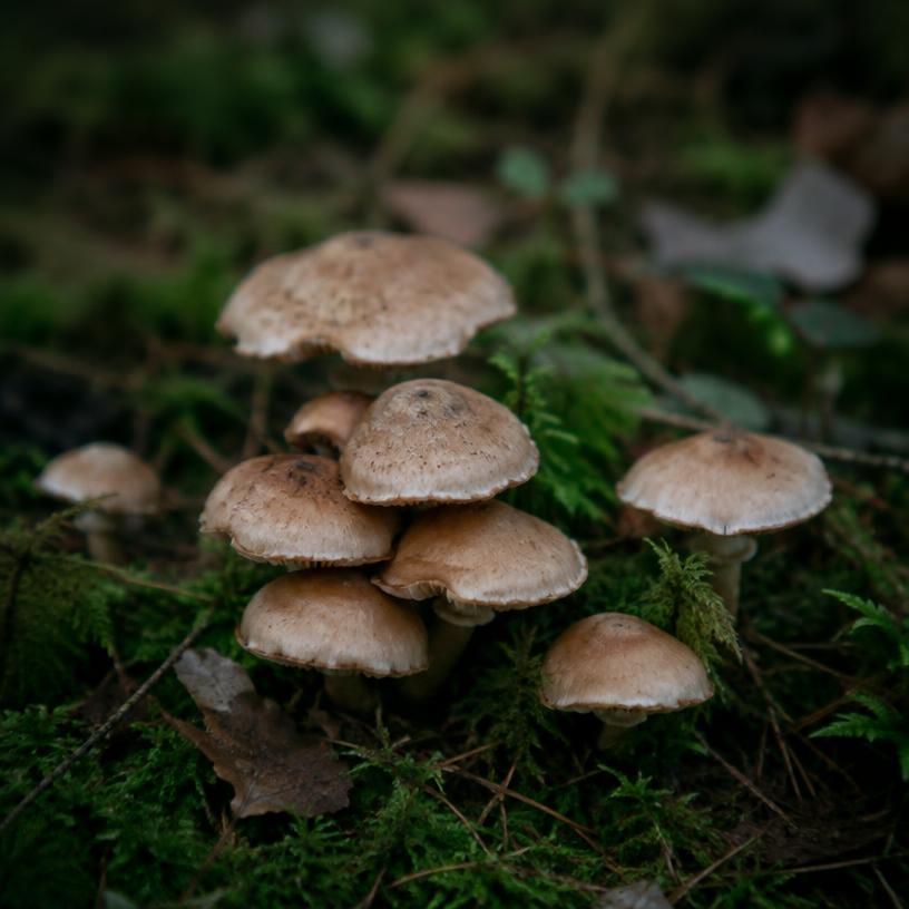 Wild mushrooms on a mossy forest floor