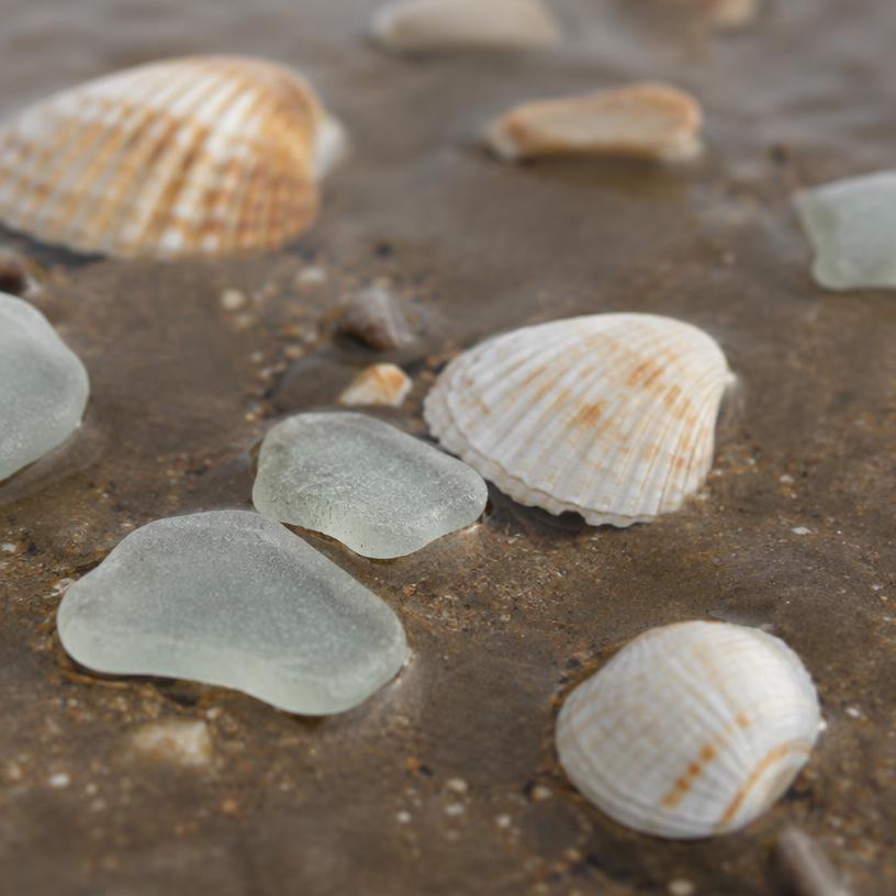 Pale sea glass and shells on wet sand